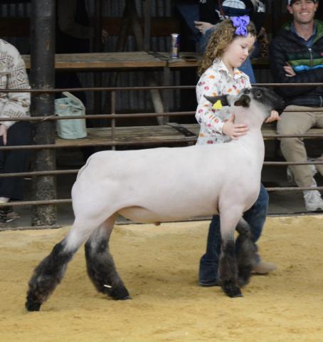 PeeWee Lamb Showmanship - Allison Millican