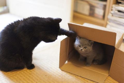 Every cat is unique, so how they adjust to a new home and the time they take to do so can vary. Getty Images