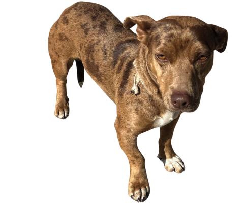 Betsy - Pet of the Week