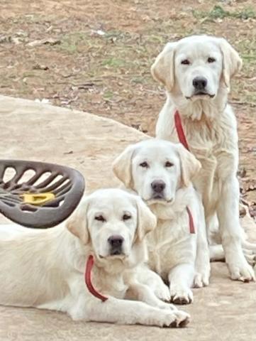 Pet of the Week