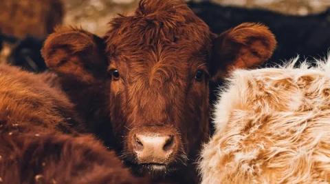 “Texas & Southwestern Cattle Raisers Association has long understood the importance of the next generation,” said TSCRA President and Foundation Chairman Arthur Uhl. “Developing and supporting future land and livestock stewards and leaders is critical to our nation’s future.” (Photo by Subtle Cinematics on Unsplash)