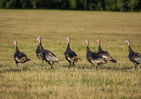 Spring Wild Turkey Season shaping up to be a great season