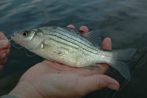 Gone Fishing!