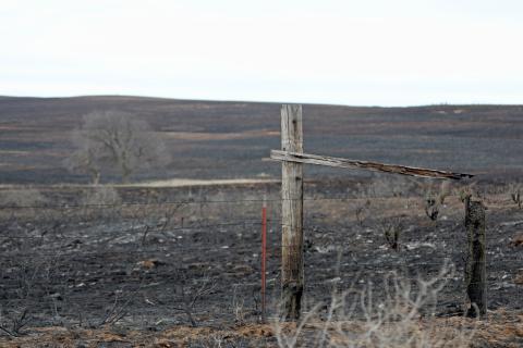 Texas Farm Bureau is accepting monetary donations to help farmers and ranchers in the Texas Panhandle recover from the devastating losses caused by wildfires this week. 