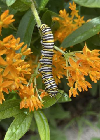A Monarch caterpillar on an Asclepias tuberosa plant. Photo courtesy of MelindaMyers.com