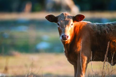 Texas Beef