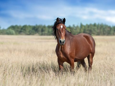 Horse Summer Sores