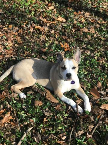 Mulligan in fall leaves. - Courtesy of TurfMutt Foundation