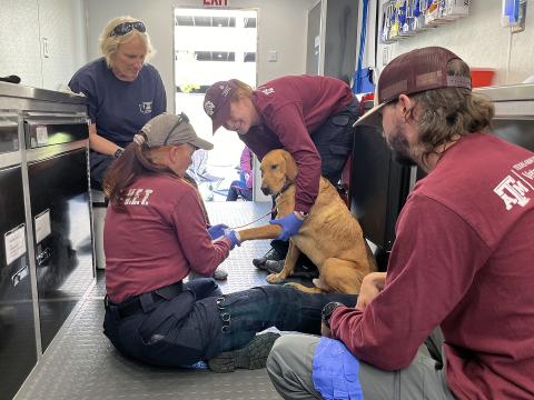 Texas A&M University Veterinary Emergency Team members provide care to a search dog during a deployment to North Carolina to help in the recovery efforts following Hurricane Helene. College of Veterinary Medicine and Biomedical Sciences