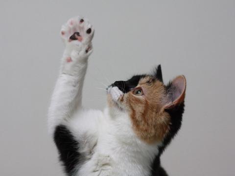The Necessity of Paw Pads / College of Veterinary Medicine & Biomedical Sciences, Texas A&M University