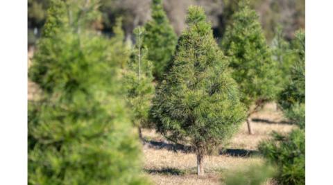 Texas Christmas tree farms continue to see high demand for choose-and-cut trees.  Laura McKenzie/Texas A&M AgriLife
