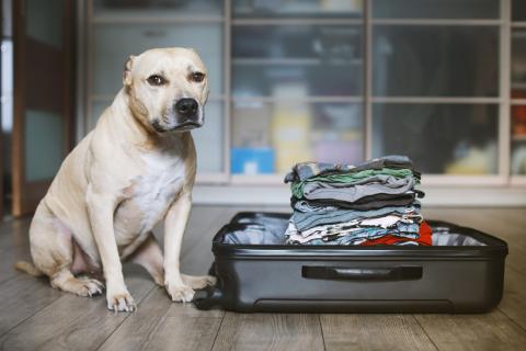 There are multiple factors to consider before taking a pet on a holiday trip, including their comfort with travel, destination rules and the well-being of both your furry friend and your hosts. Getty Images