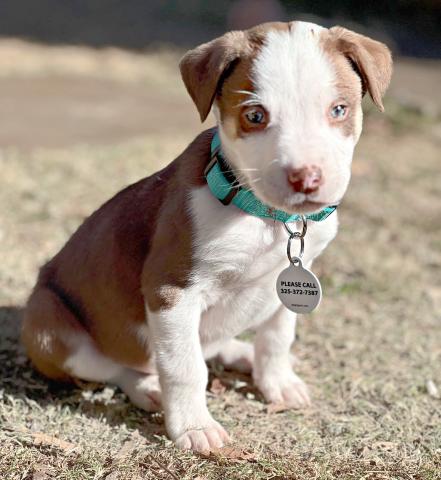 Pet of the Week:  Meet Rex! This week's featured furry friend is Rex, a charming tan and white puppy from our "Stuffing Gang" litter. With his striking blue eyes and mixed heritage of Australian Kelpie, Shepherd, and Pit heritage. Rex is as unique as he is lovable. This cuddle expert can't wait to meet his forever family and shower them with endless affection. Interested in making Rex part of your family? Visit www.sansabaanimals.com.