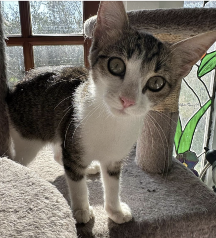 Echo - Pet of the Week!