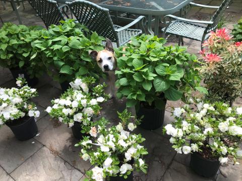 TurfMutt's Mulligan (Mully)
