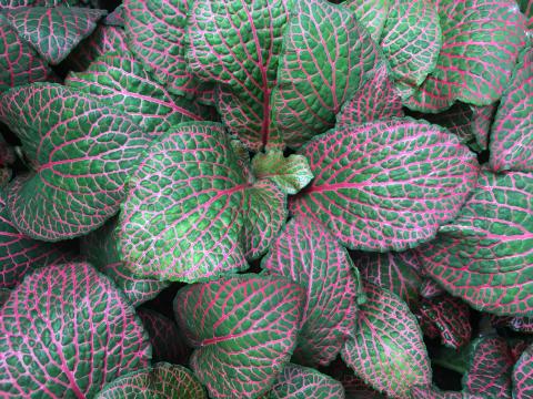 Red nerve plant (Fittonia) adds color and interest to indoor plant collections.  | Photo courtesy of MelindaMyers.com