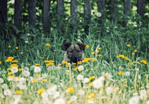Some of the environmental allergens your pet may encounter in the wild include tree, grass, and weed pollens as well as outdoor molds. Getty Images