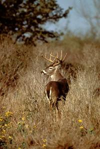 Courtesy of Texas Parks & Wildlife Department