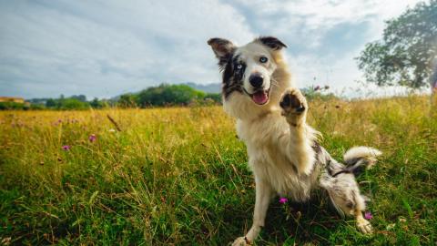 Understanding how dogs communicate can help owners recognize their pet’s emotions and needs.  Credit: Getty Images