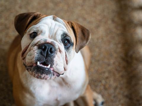 Bulldogs: Beneath The Wrinkles