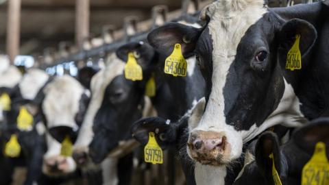 Texas A&M University School of Public Health researchers aim to reduce transmission of avian flu by identifying the scope of exposure, how many people have been exposed and the factors involved.  Credit: Michael Miller/Texas A&M AgriLife Communications