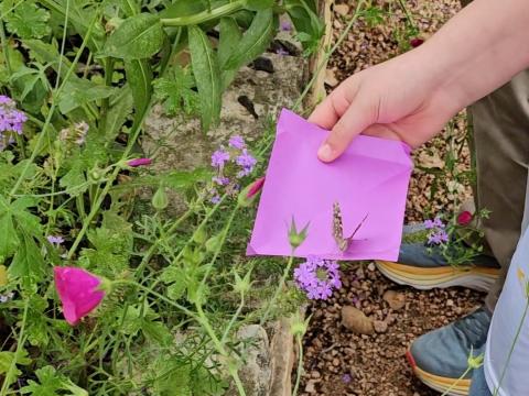 The Science Mill in Johnson City is hosting a live butterfly release on April 26-27.
