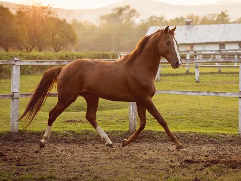 Don’t Horse Around When It Comes To Bumps: Understanding Equine Skin Tumors