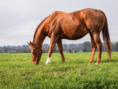 Courtesy of College of Veterinary Medicine & Biomedical Sciences, Texas A&M University
