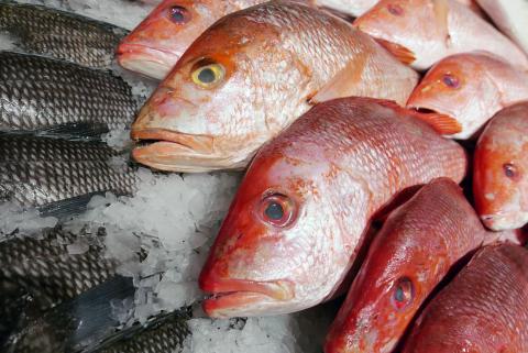 Federal Red Snapper Season Opens June 1