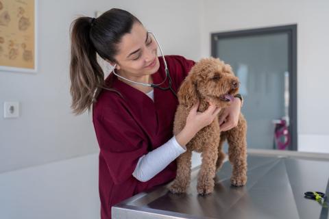 Teaching hospitals, typically affiliated with veterinary schools, offer the most comprehensive services — blending general care, specialty services, and advanced procedures under one roof.  Credit: Getty Images