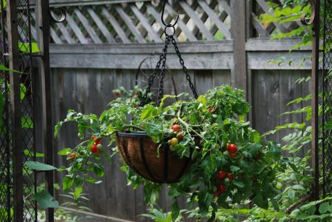 If gardening space is limited, grow tomatoes in hanging baskets or containers. / courtesy of MelindaMyers.com