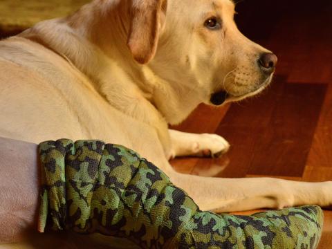 TPLO Recovery: Setting Pets Up For Success