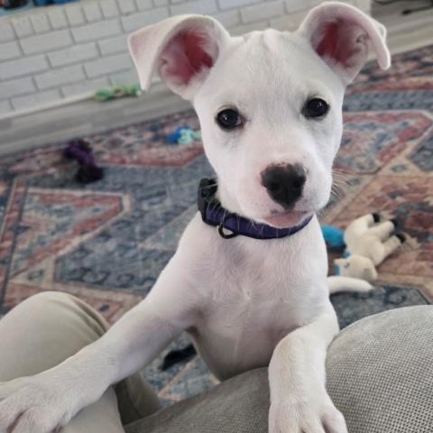 Meet Cotton! - Pet of the Week