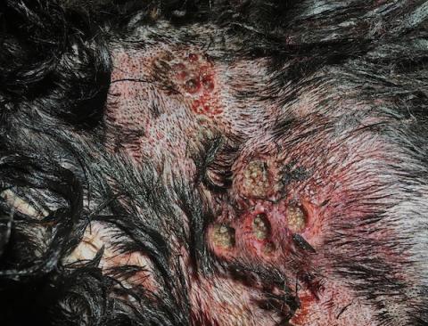 Screwworm infestation in dog - photo courtesy of Texas A&M Agrilife