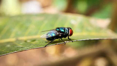 Cochliomyia hominivorax, the New World screwworm fly, or screwworm for short, is a species of parasitic fly that is well known for the way in which its larvae (maggots) eat living tissue, causing extensive damage to animals, including livestock.  Credit: Getty Images