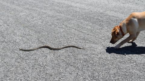 The way a veterinarian may treat a snake bite is highly dependent on the type of snake and the amount of venom it injects into a pet.  Credit: Getty Images