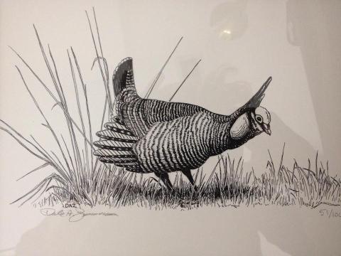 Lesser Prairie-Chicken