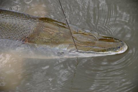 Harvest Authorization Drawing Opens for Trinity River Alligator Gar Sept. 1
