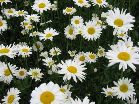 Lay flat-faced flowers, like these Shasta daisies, face down on a flat surface to dry. | Photo credit:  www.MelindaMyers.com