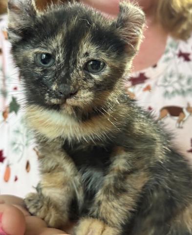 Meet Peanut the Kitten