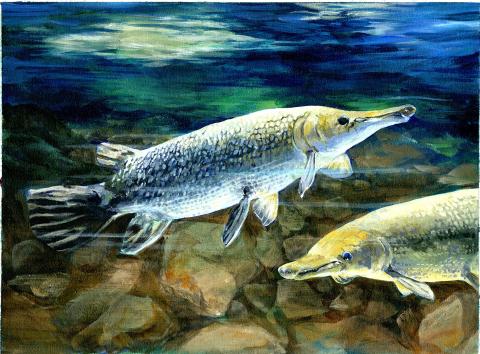 2026 Youth Fish Art Contest - deadline is February 28