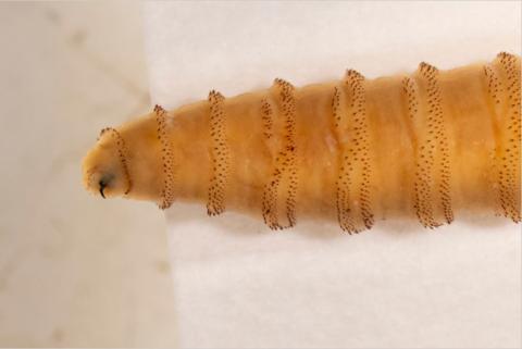 New World screwworm larva.  The Texas A&M AgriLife Extension Service has released a new fact sheet, “Wildlife Monitoring and Management for New World Screwworm,” to help Texans monitor and report potential cases of infestation in wildlife.  Michael Miller/Texas A&M AgriLife