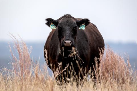 Make Your Soil Work For You To Optimize Ranch Production And Profit
