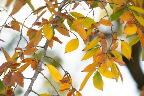 Fall Leaves