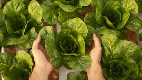 Early results from a Texas A&M University study suggest hydroponic gardening has potential as an intervention in cancer care — and perhaps beyond.  Credit: Getty Images