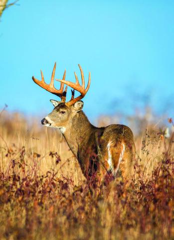 Texas deer numbers stay strong