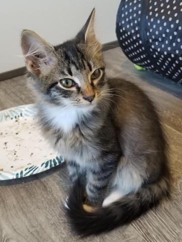 Pet of the Week