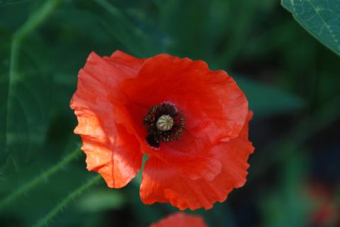The red poppy, known as Flanders or corn poppy, continues to symbolize sacrifices made by veterans. | Photo courtesy of www.MelindaMyers.com
