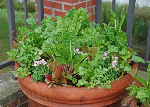 A container filled with Santo cilantro, Peppermint Swiss chard, Romaine lettuce and Snapshot Plumblossom snapdragon. | www.MelindaMyers.com
