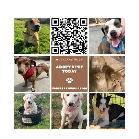 Adopt a Pet Today!